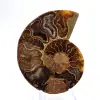 Leichter Ammonit aus Madagaskar: Feinheit und Details - 1
