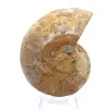 Ammonit aus Mahajanga: Mineralische Harmonie - 0