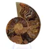 Ammonit aus Mahajanga: Mineralische Harmonie - 1