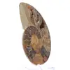 Ammonit aus Mahajanga: Mineralische Harmonie - 2