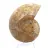 Ammonit aus Mahajanga: Mineralische Harmonie