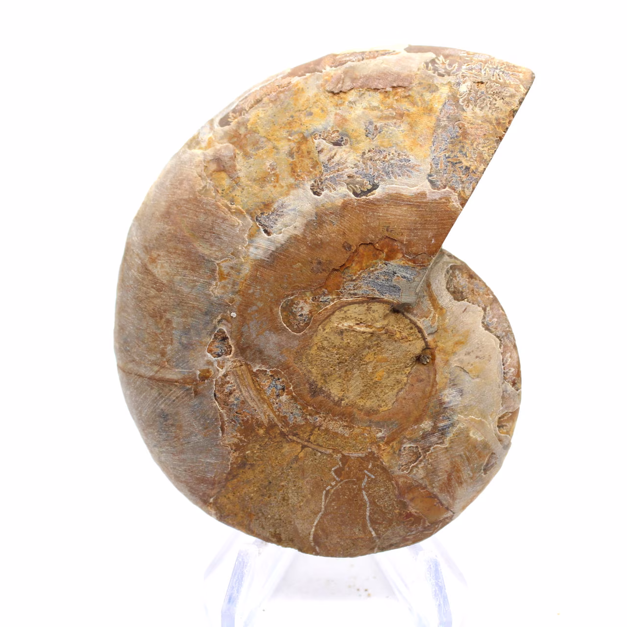 Ammonit aus Mahajanga: Mineralische Harmonie