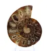 Poliertes Ammonitenfossil: Eleganz und Geschichte - 1