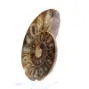 Poliertes Ammonitenfossil: Eleganz und Geschichte - 2