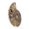 Poliertes Ammonitenfossil: Eleganz und Geschichte - 3