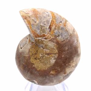 Poliertes Ammonitenfossil: Eleganz und Geschichte