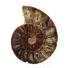Ammonitenexemplar: Die Madagaskar-Spirale - 1