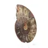 Ammonitenexemplar: Die Madagaskar-Spirale - 2