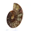 Ammonitenexemplar: Die Madagaskar-Spirale - 3