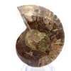 Fossilisierter Ammonit: Mineralienprobe aus Madagaskar - 0