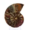Fossilisierter Ammonit: Mineralienprobe aus Madagaskar - 1