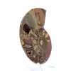 Fossilisierter Ammonit: Mineralienprobe aus Madagaskar - 2
