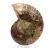 Fossilisierter Ammonit: Mineralienprobe aus Madagaskar