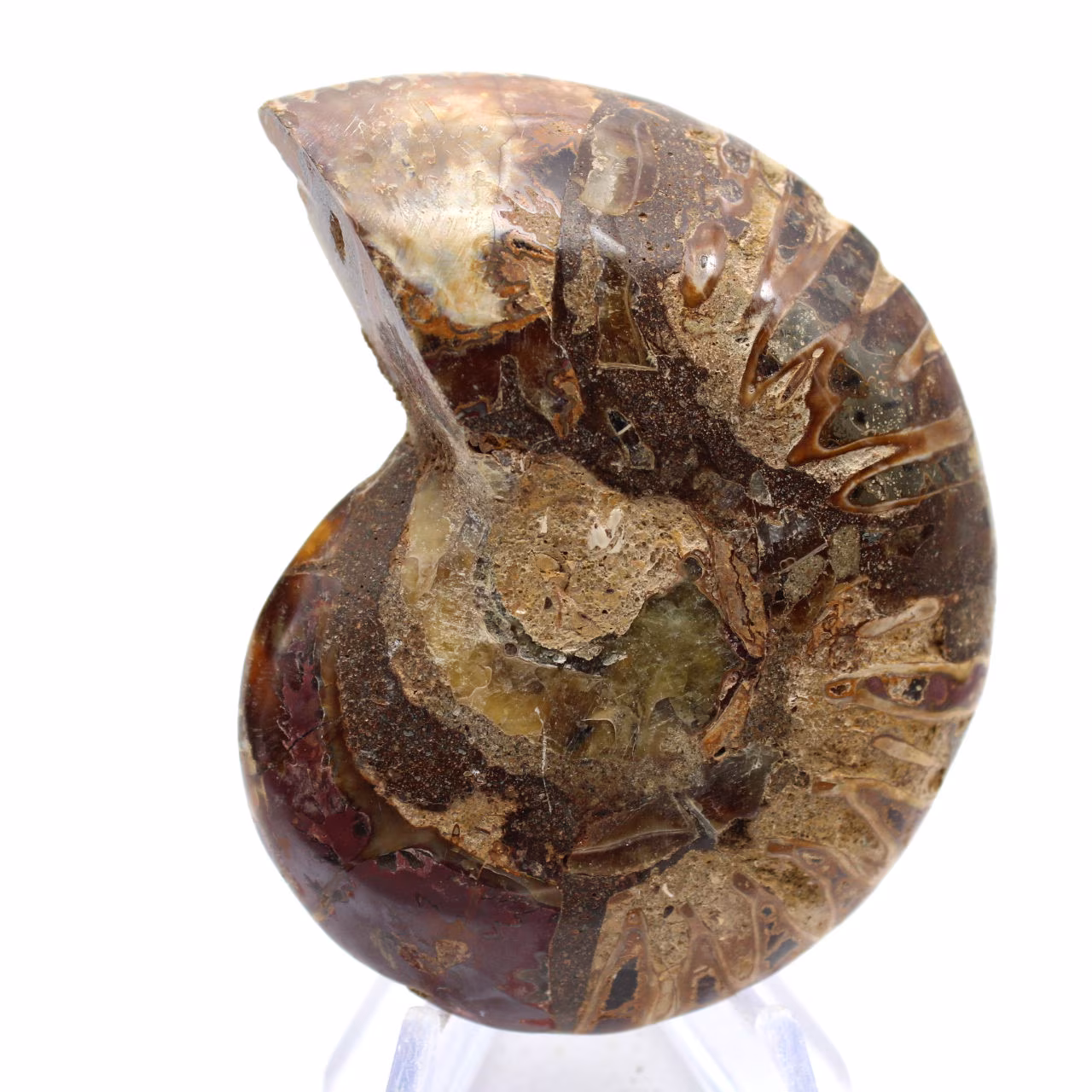 Fossilisierter Ammonit: Mineralienprobe aus Madagaskar