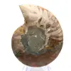 Polierter Ammonit: Marine Geometrie Madagaskars - 3