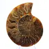 Polierter Ammonit: Marine Geometrie Madagaskars - 1