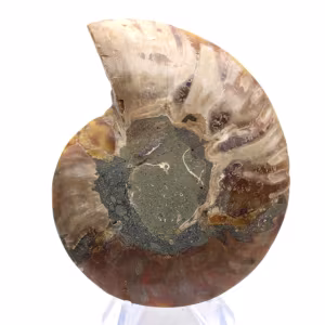 Polierter Ammonit: Marine Geometrie Madagaskars