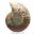 Polierter Ammonit: Marine Geometrie Madagaskars — 3