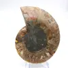 Polierter Ammonit: Marine Geometrie Madagaskars - 4
