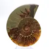 Beeindruckender Ammonit aus Madagaskar: Fossilienreinheit - 1