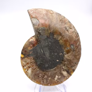 Beeindruckender Ammonit aus Madagaskar: Fossilienreinheit