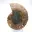 Polierter Ammonit: Marine Geometrie Madagaskars — 4