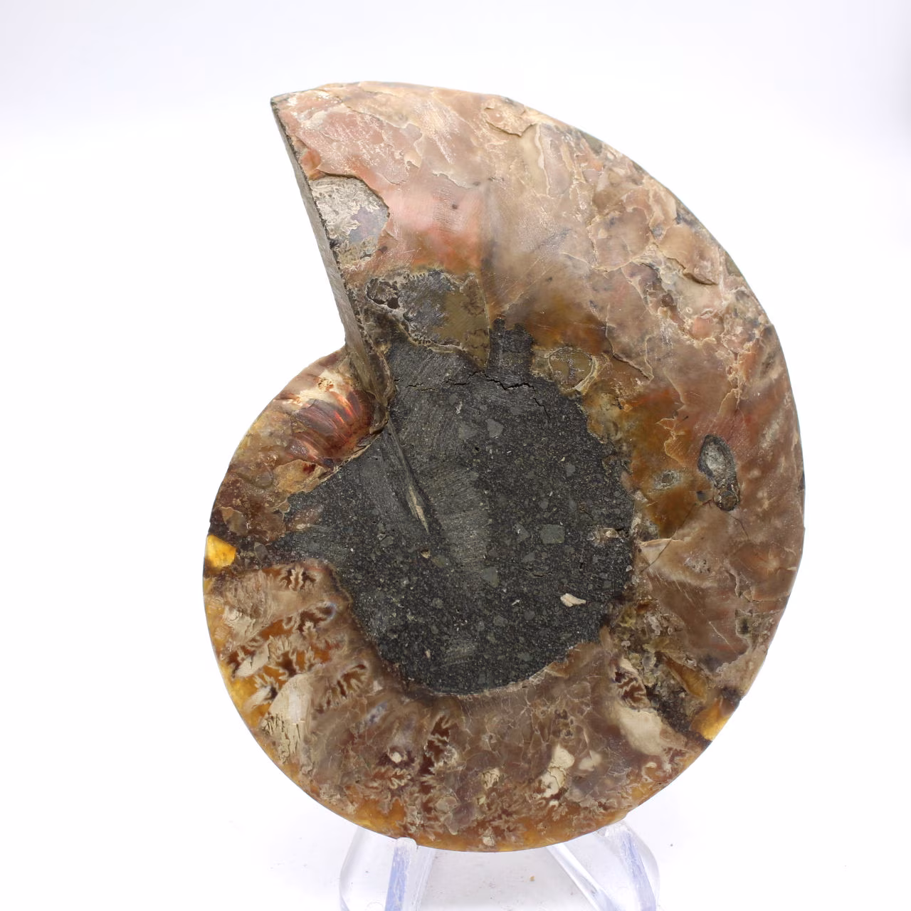 Beeindruckender Ammonit aus Madagaskar: Fossilienreinheit