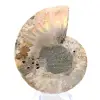 Polierter Ammonit: Marine Geometrie Madagaskars - 5