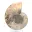 Polierter Ammonit: Marine Geometrie Madagaskars — 5