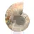 Ammonit aus Madagaskar: Sanftmut und Authentizität