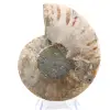 Polierter Ammonit: Marine Geometrie Madagaskars - 6