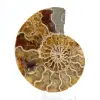Fossiler Ammonit aus Mahajanga: Mineralbilanz - 1