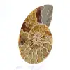 Fossiler Ammonit aus Mahajanga: Mineralbilanz - 2