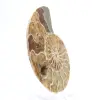 Fossiler Ammonit aus Mahajanga: Mineralbilanz - 3