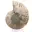Polierter Ammonit: Marine Geometrie Madagaskars — 6