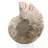 Fossiler Ammonit aus Mahajanga: Mineralbilanz