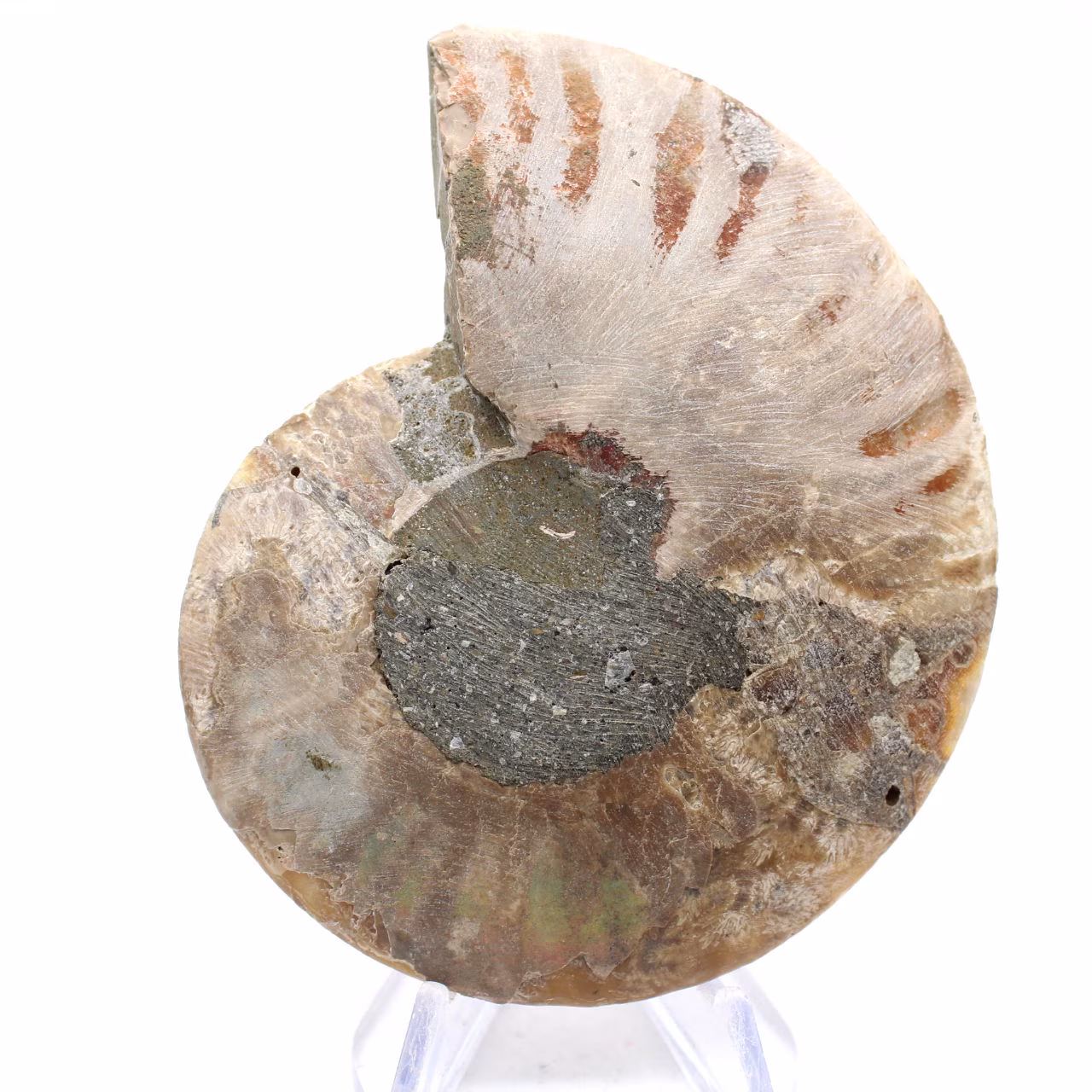 Fossiler Ammonit aus Mahajanga: Mineralbilanz