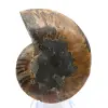 Polierter Ammonit: Marine Geometrie Madagaskars - 7