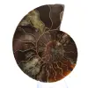 Poliertes Ammonitenfossil: Dichte und Details - 1