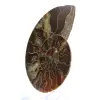 Poliertes Ammonitenfossil: Dichte und Details - 2