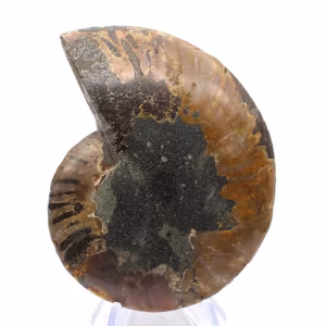 Poliertes Ammonitenfossil: Dichte und Details