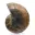 Polierter Ammonit: Marine Geometrie Madagaskars — 7