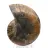 Poliertes Ammonitenfossil: Dichte und Details
