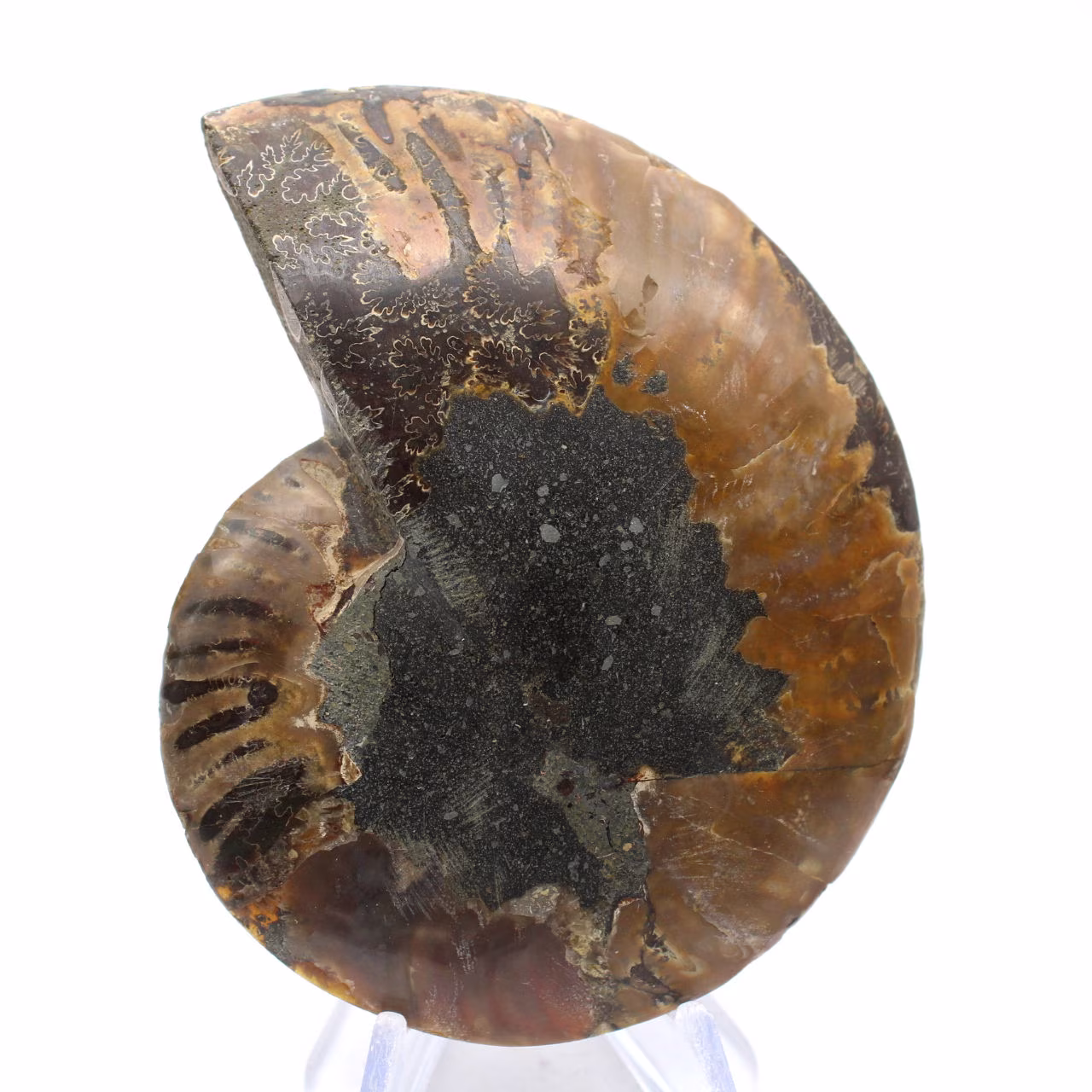 Poliertes Ammonitenfossil: Dichte und Details
