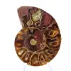 Ammonit aus Madagaskar: Mineralfeinheit - 1