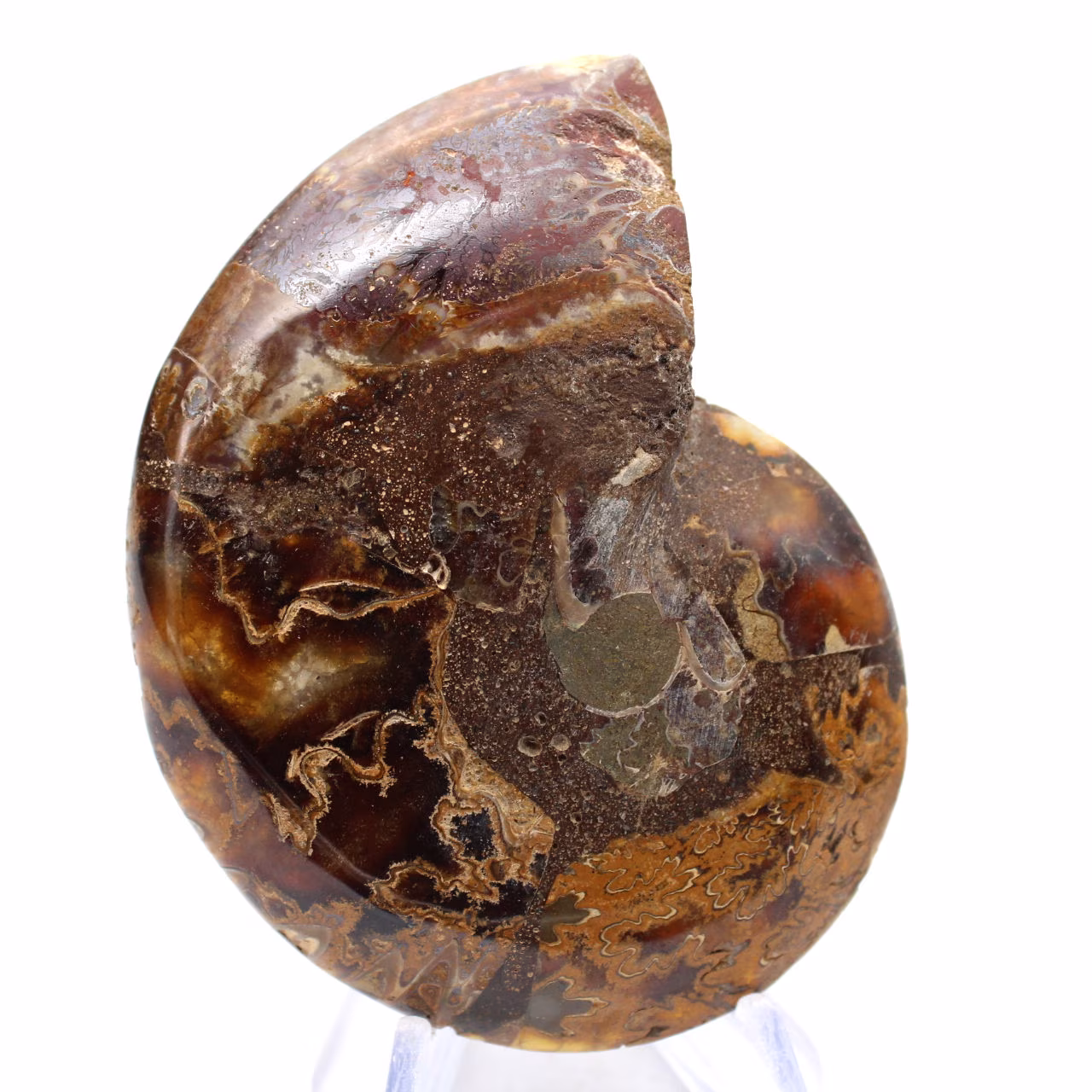 Ammonit aus Madagaskar: Mineralfeinheit