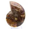 Polierter Ammonit: Marine Geometrie Madagaskars - 9