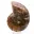 Polierter Ammonit: Marine Geometrie Madagaskars — 9