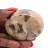 Mineralgeröll aus Feldspat aus Madagaskar – Sammlung