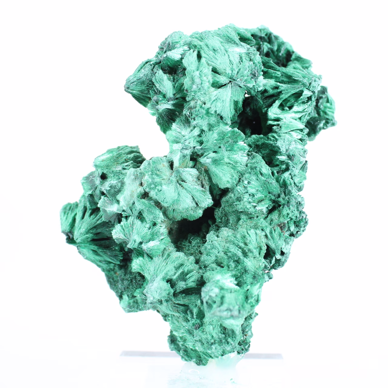 Schlanke faserige Malachit aus der DR Kongo, authentisches Mineral auf Sockel